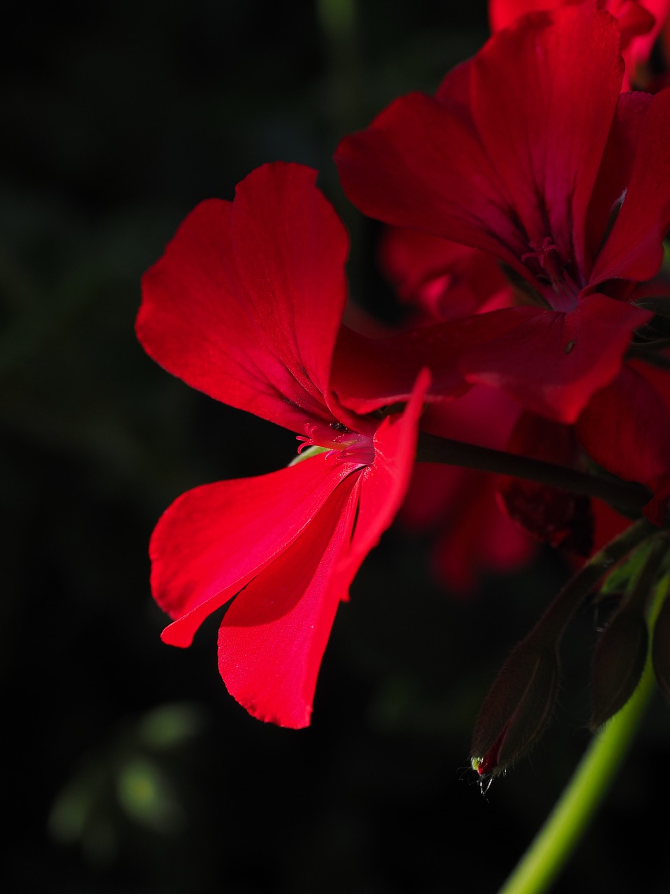 geranium red plant free photo