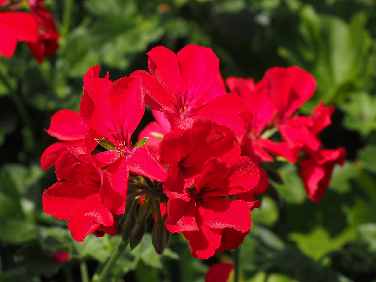 geranium blossom bloom free photo