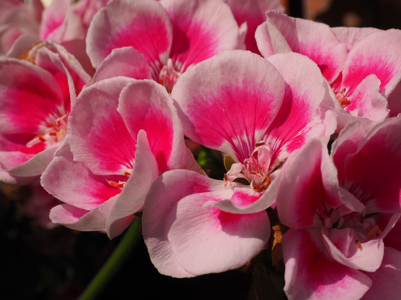 geranium blossom bloom free photo