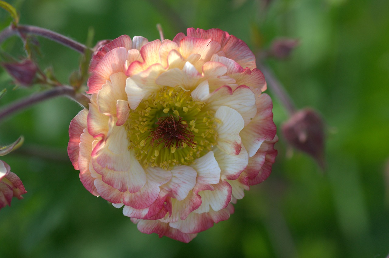 geranium flower garden free photo