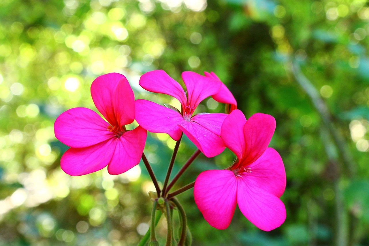 geranium rose geranium flower of the field free photo