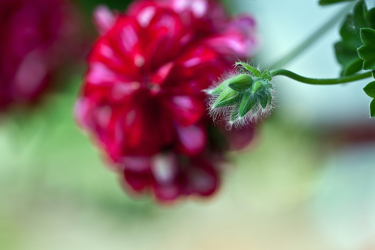 geranium floral bud flower free photo