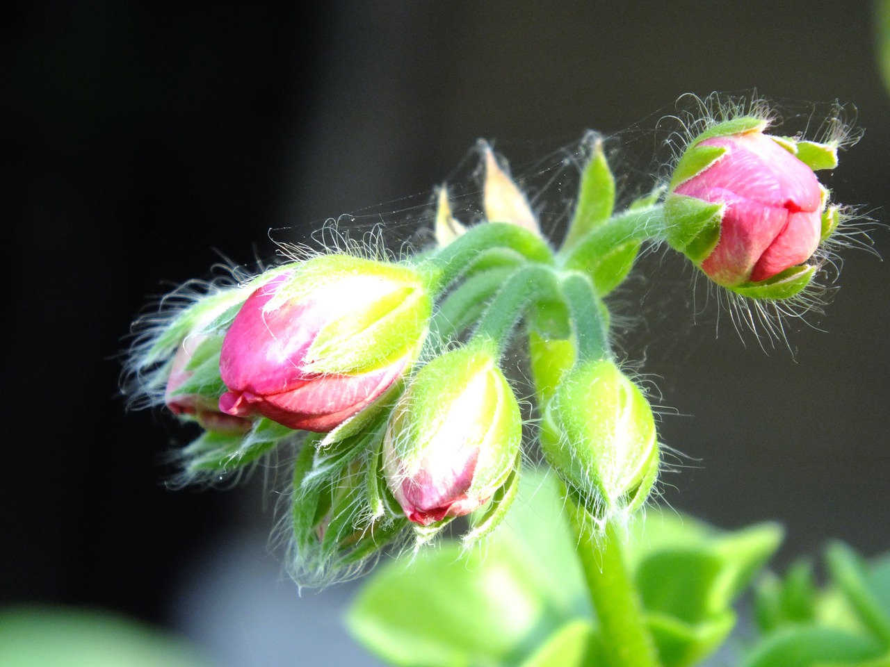 geranium bud pink free photo