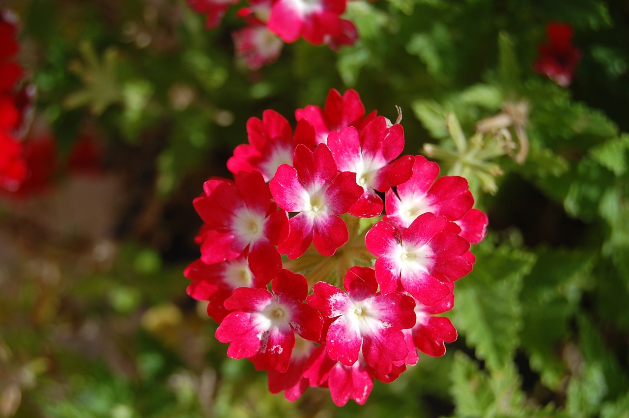 geranium flower bouquet free photo