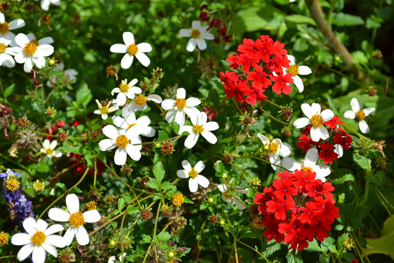 geranium red geranium flowers free photo