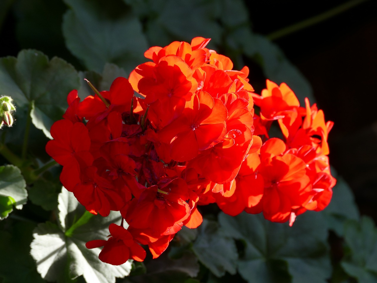 geranium flower balcony plant free photo