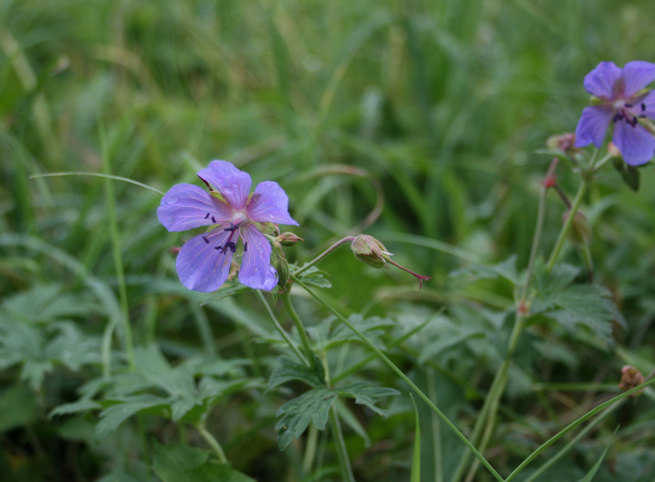 geranium field blue free photo