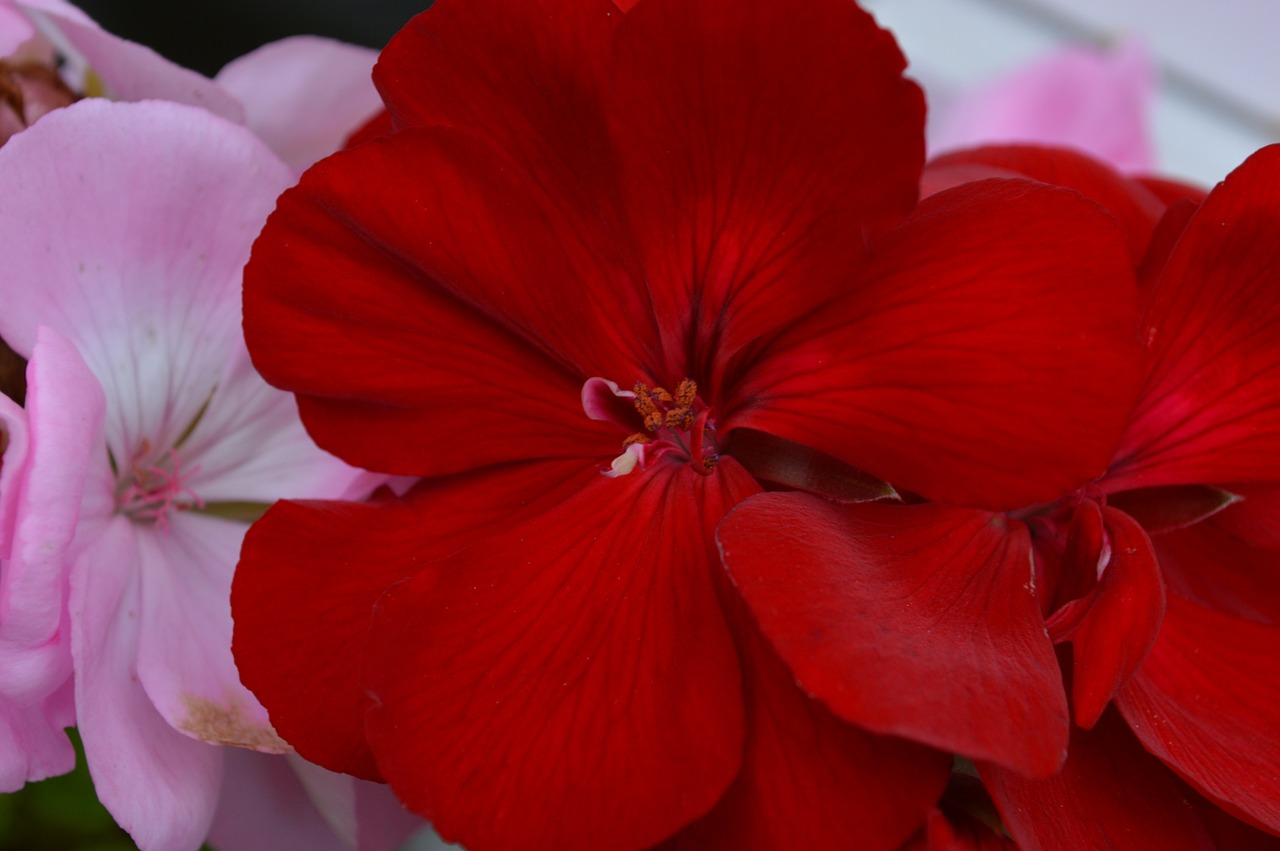 geranium closeup flower free photo