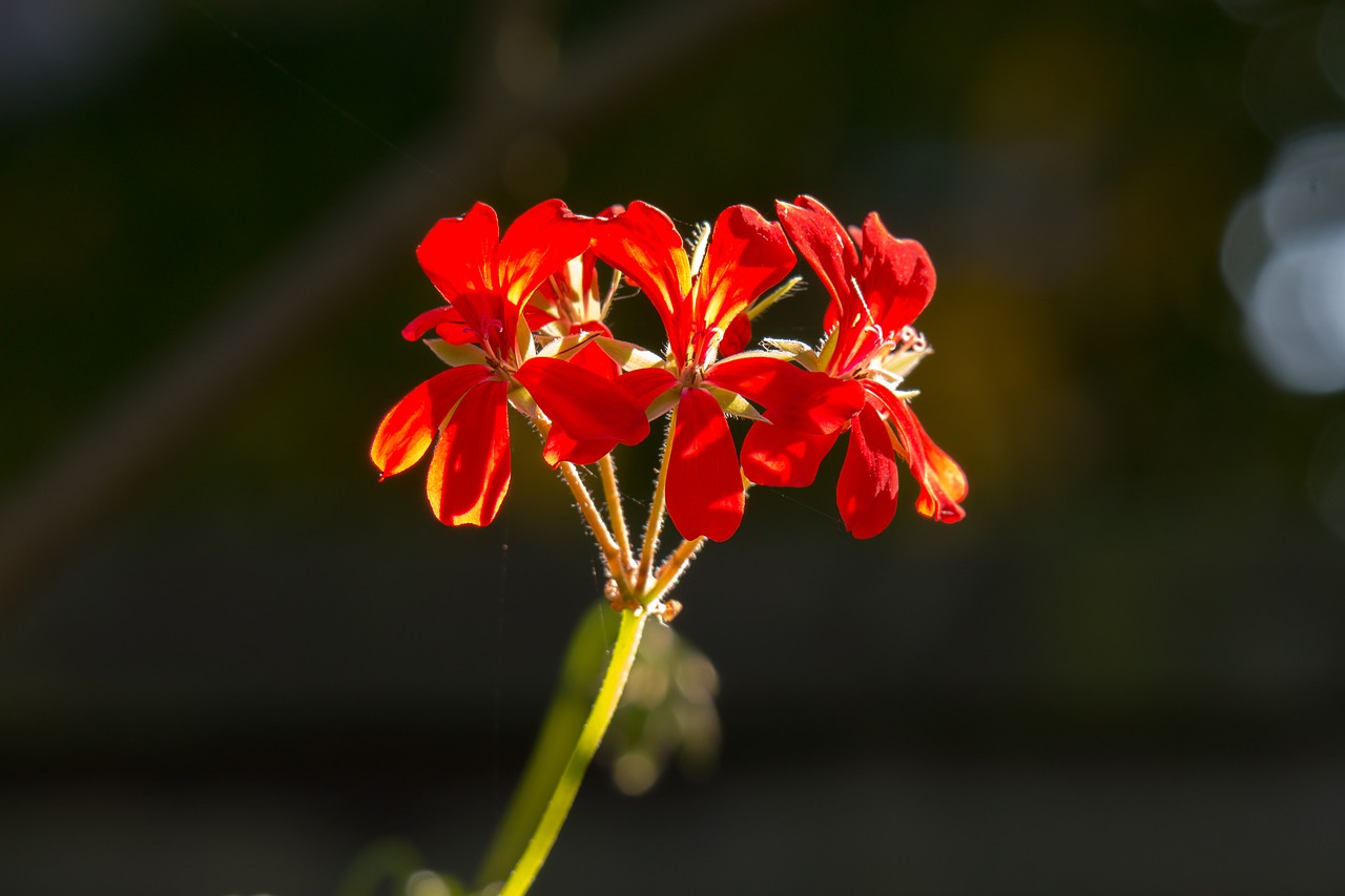 geranium flower blossom free photo