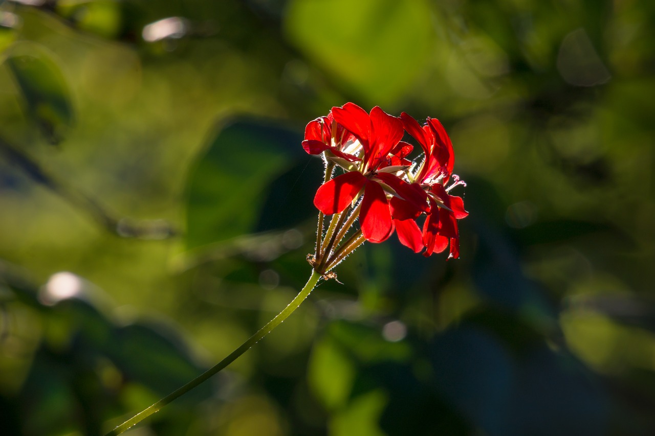 geranium flower blossom free photo