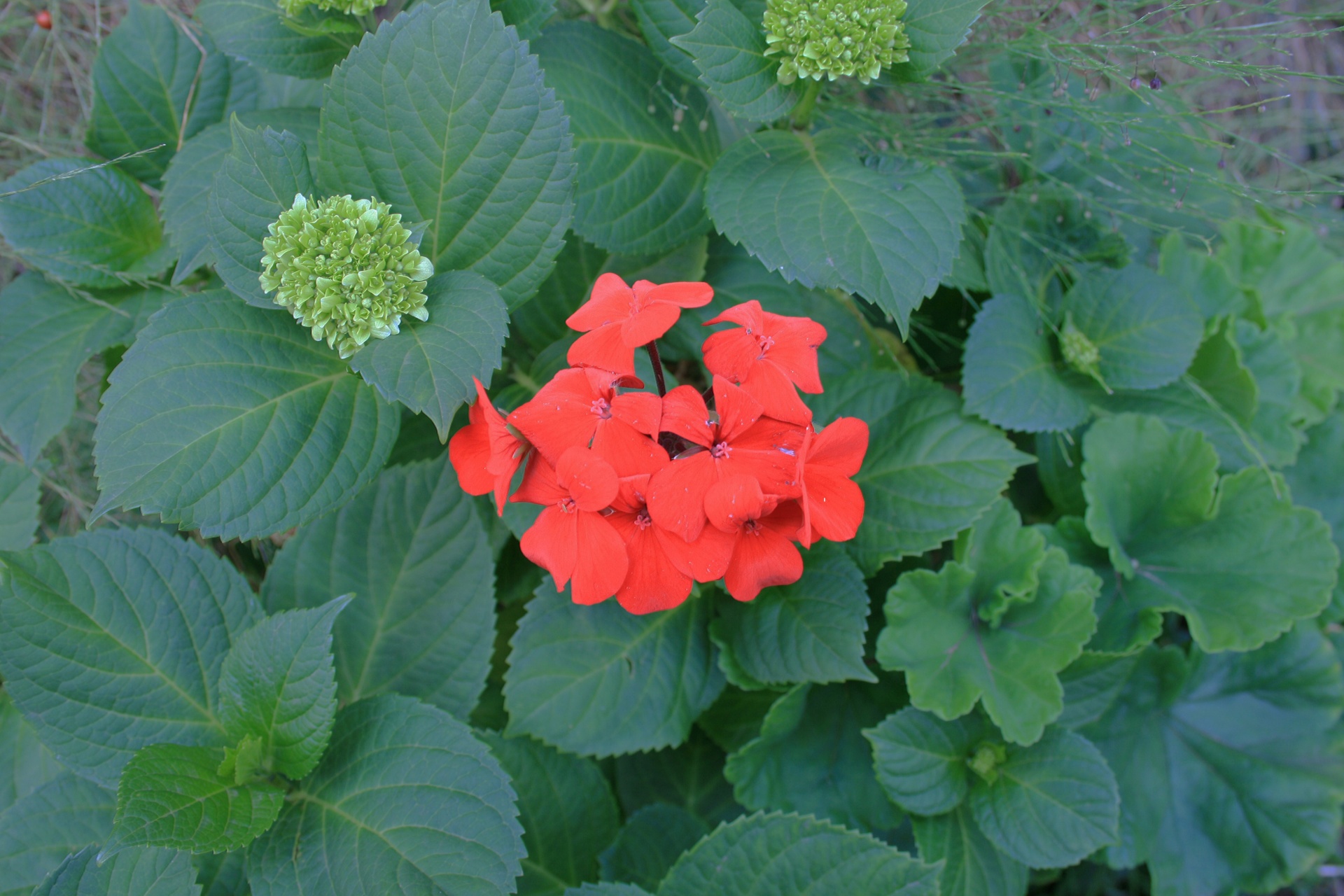 flowers red foliage free photo