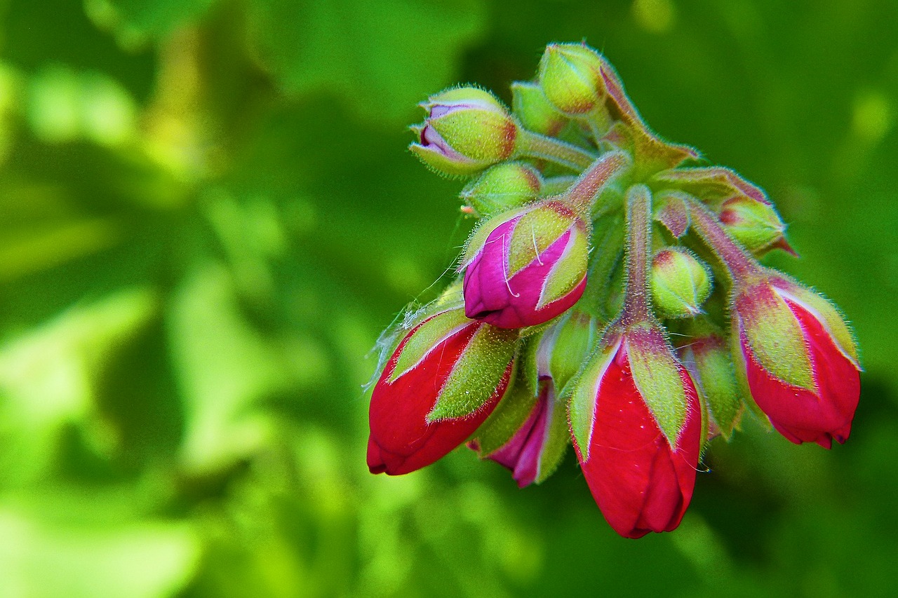 geranium but red nature free photo