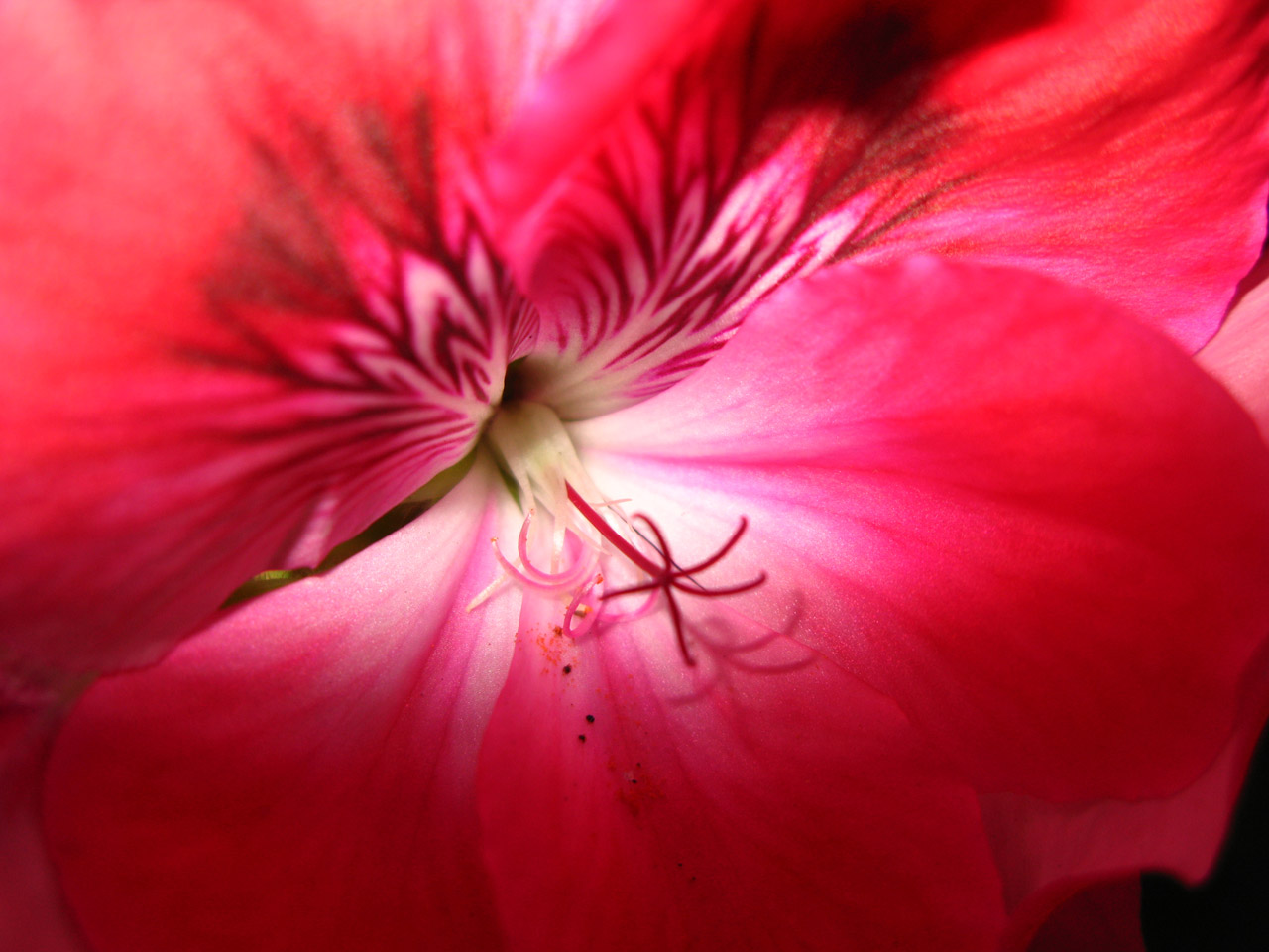 pink stripes geranium free photo