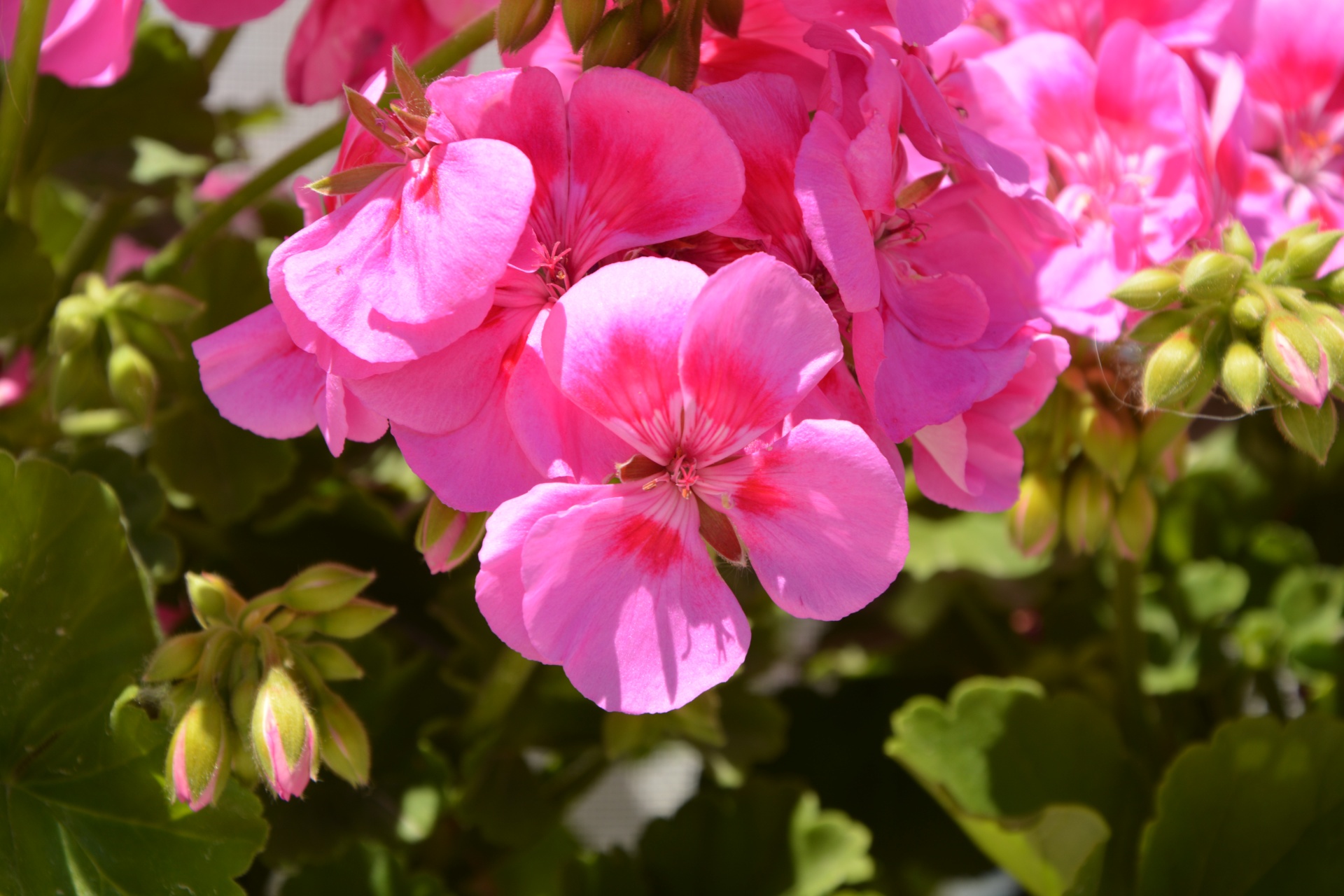 geranium flower pink free photo