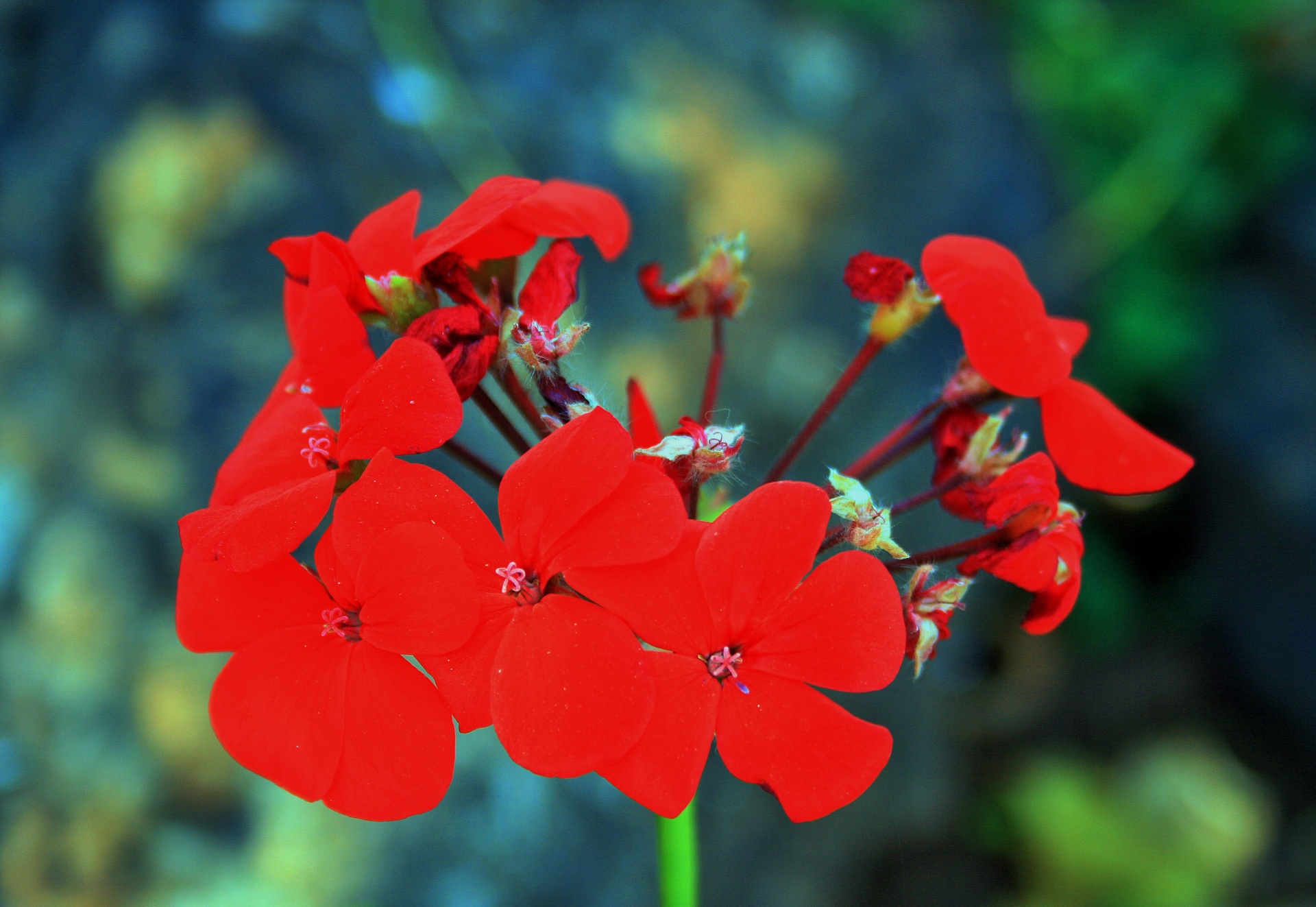 flower red bright free photo