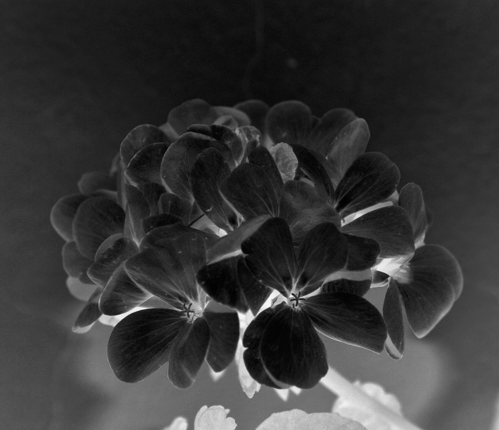flower florets black white free photo