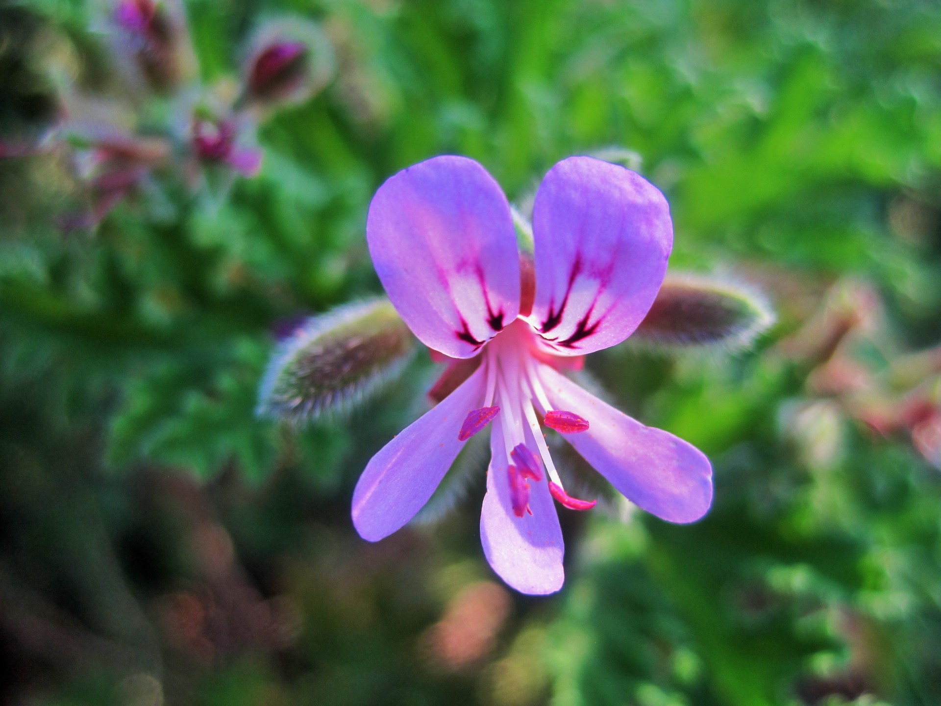 flower floret small free photo