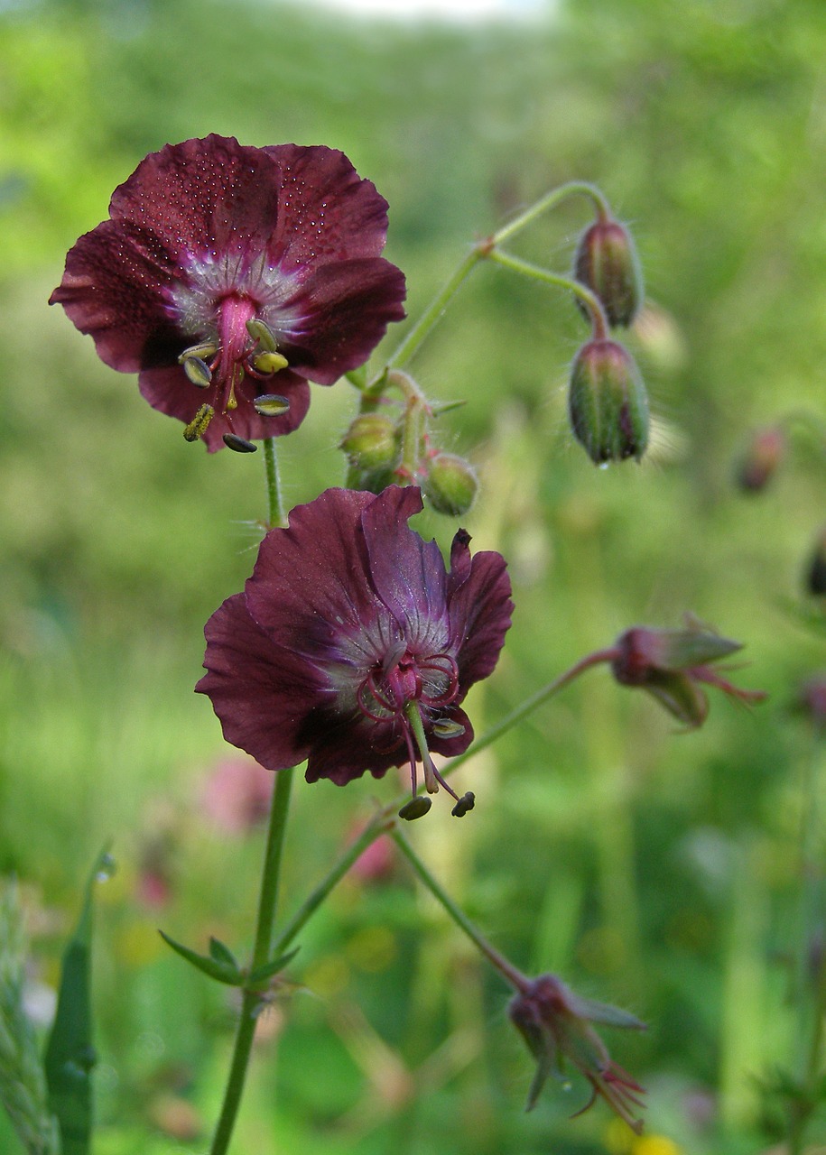 geranium funeral flower wild free photo