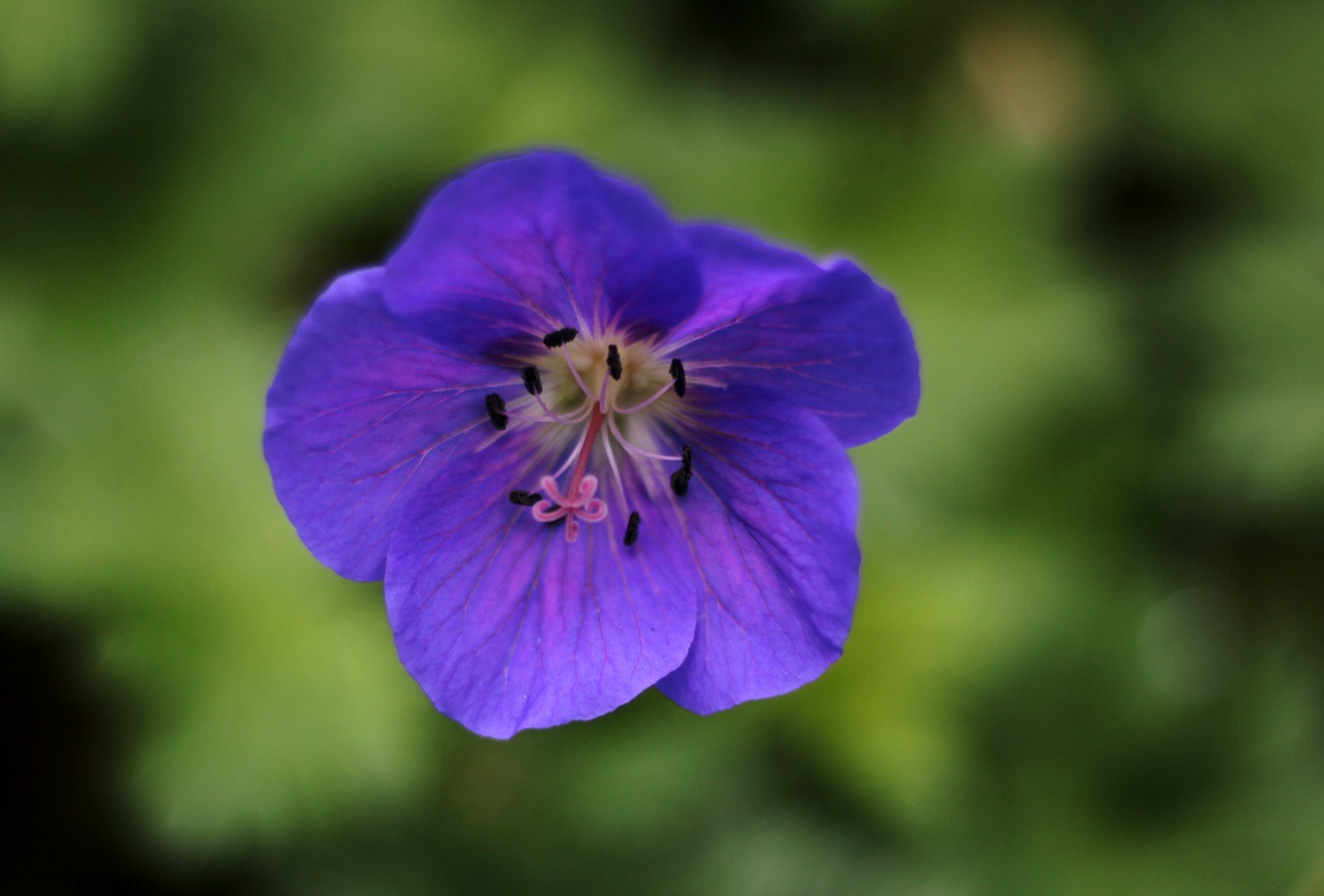 geranium johnsons blue  sky-blue  stamens free photo