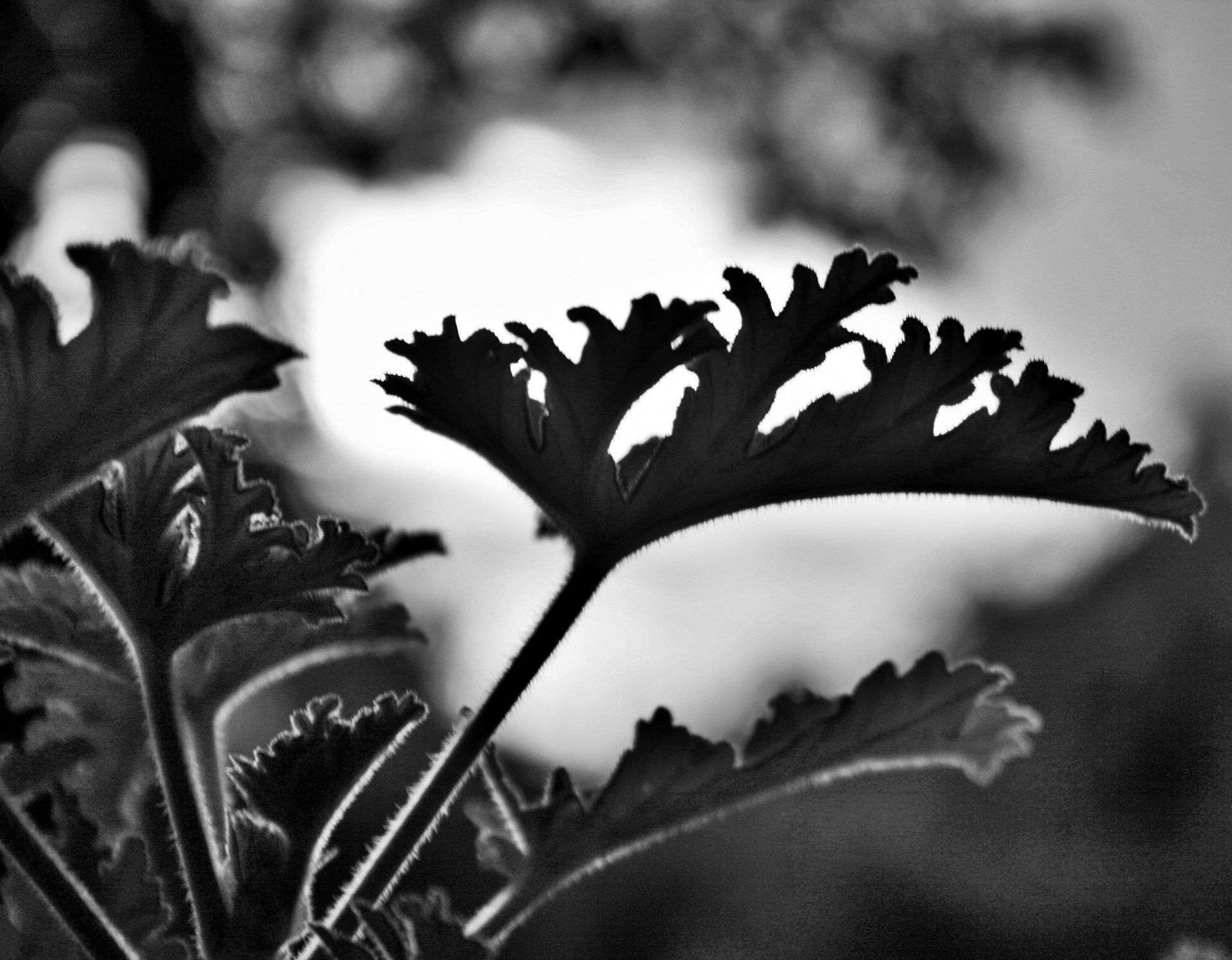 leaf geranium etched free photo