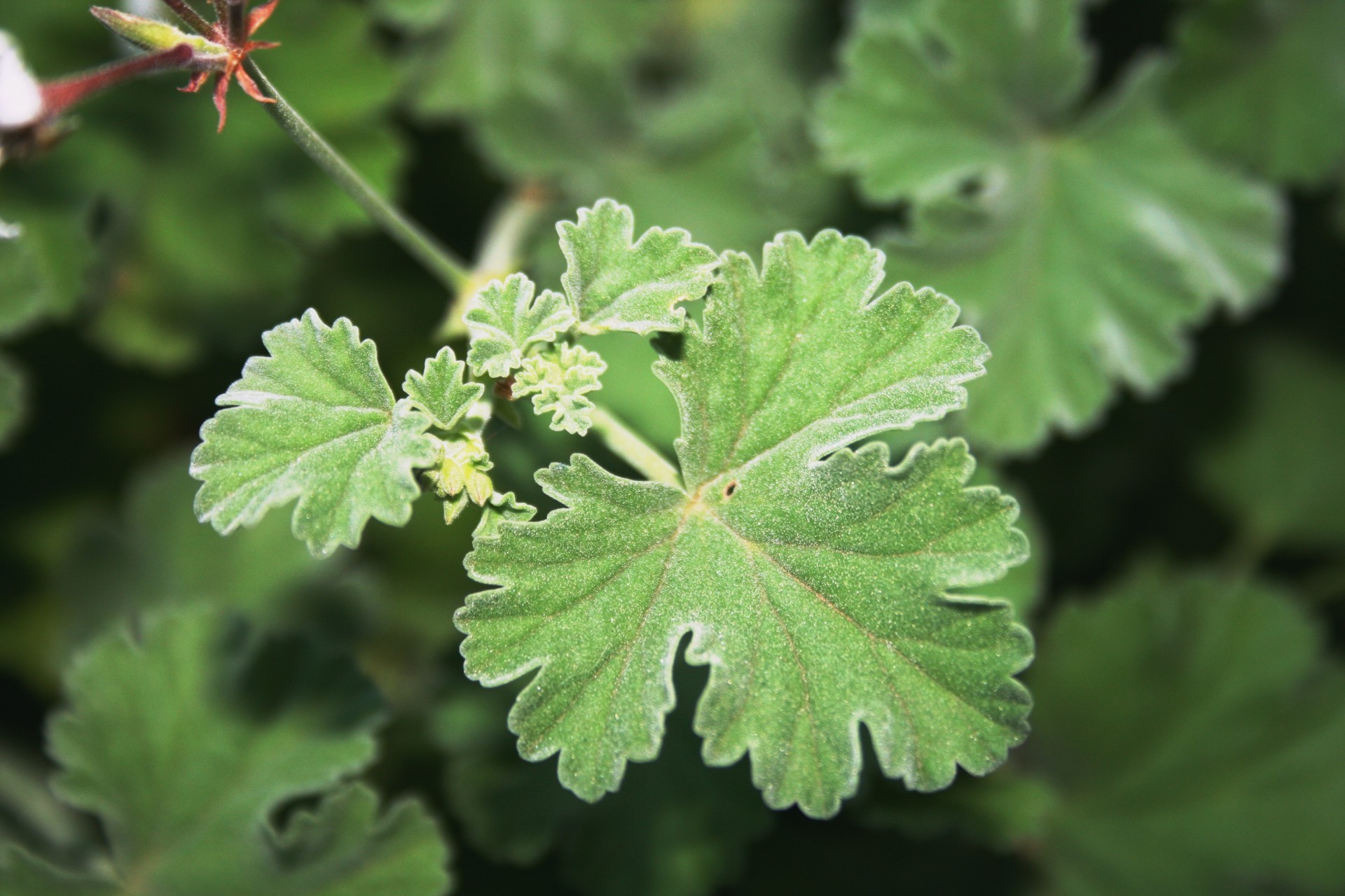 leaf hand shaped delicate free photo