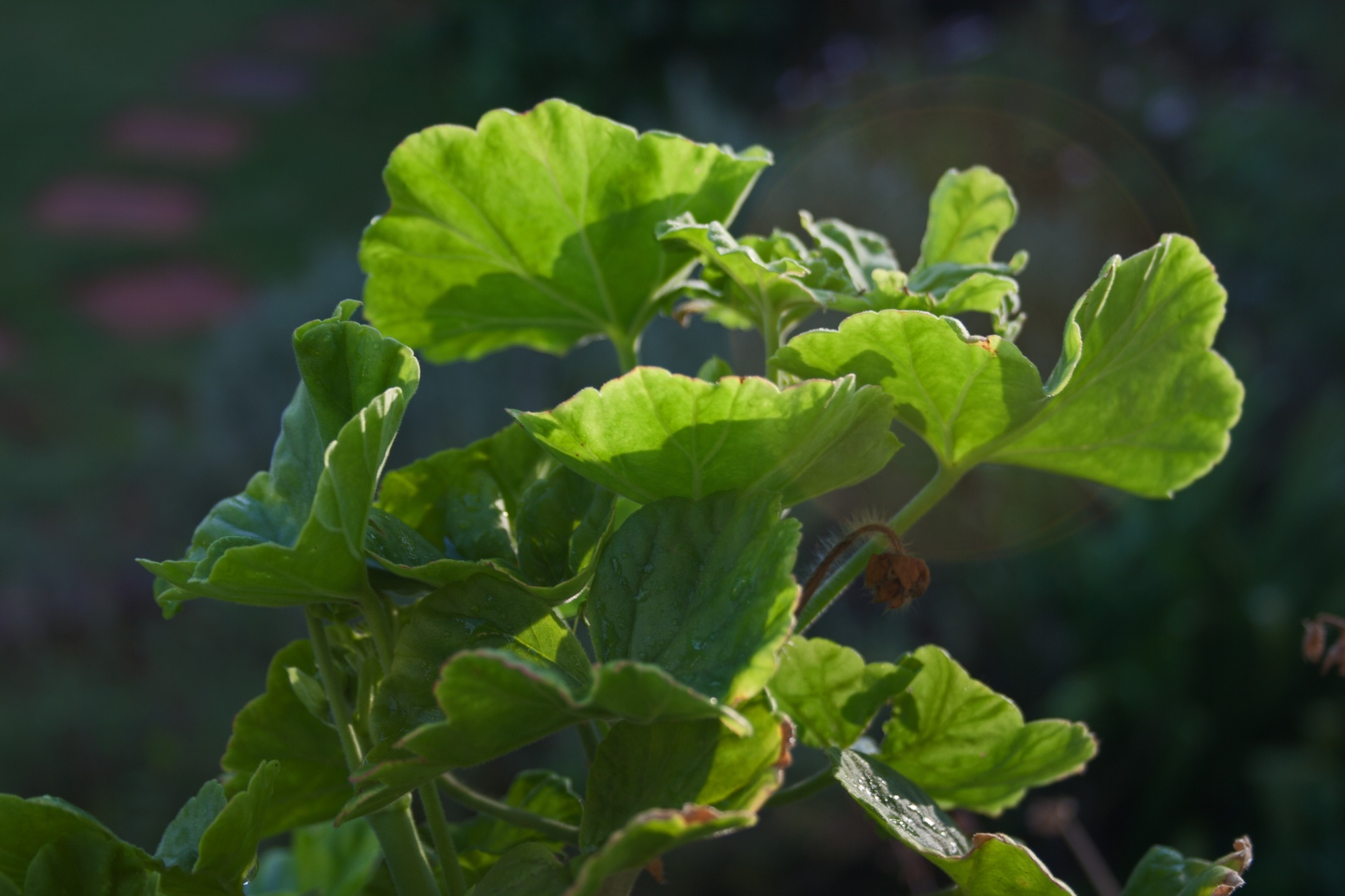 flora plant foliage free photo