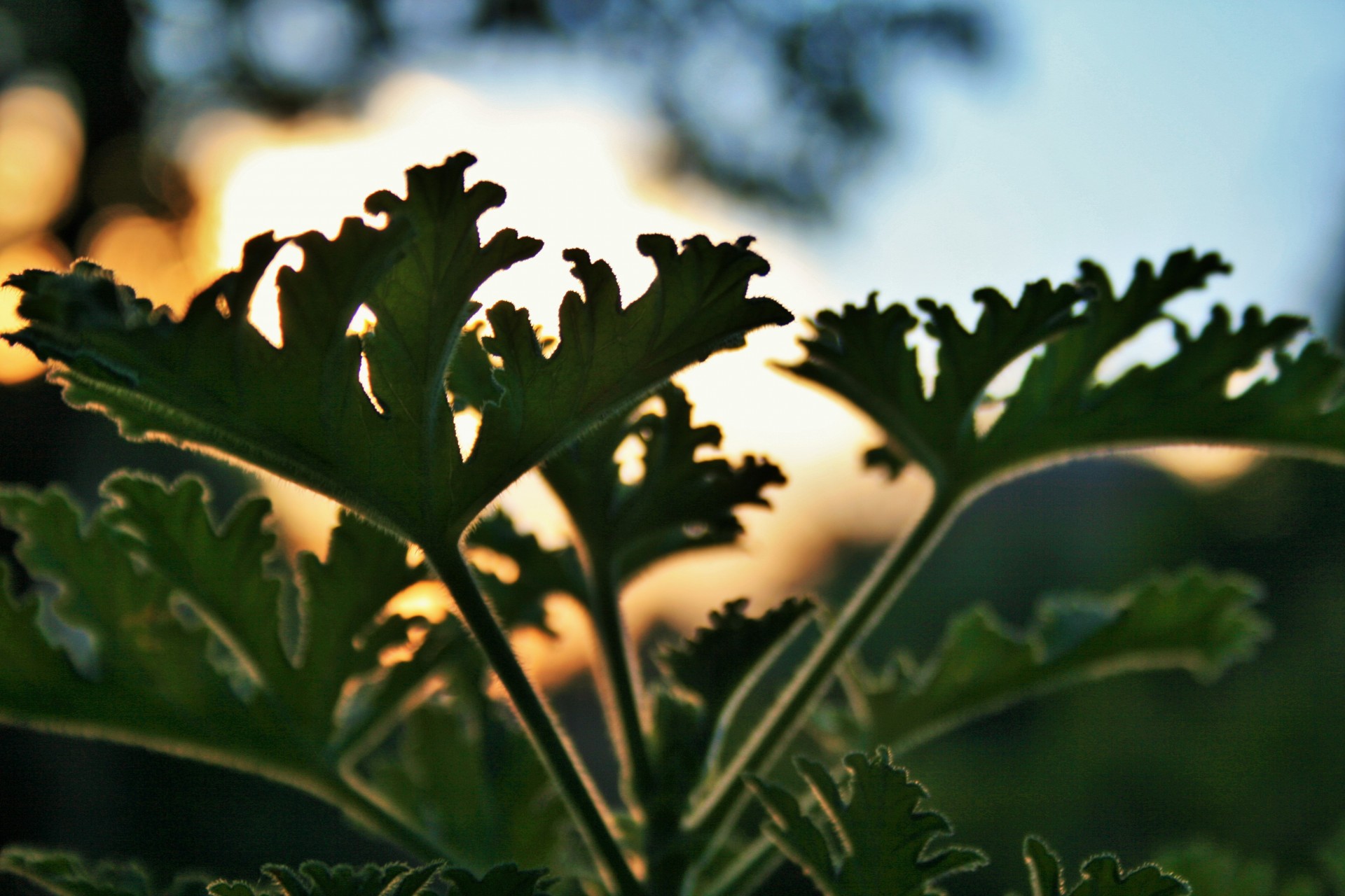 sky sunset leaves free photo