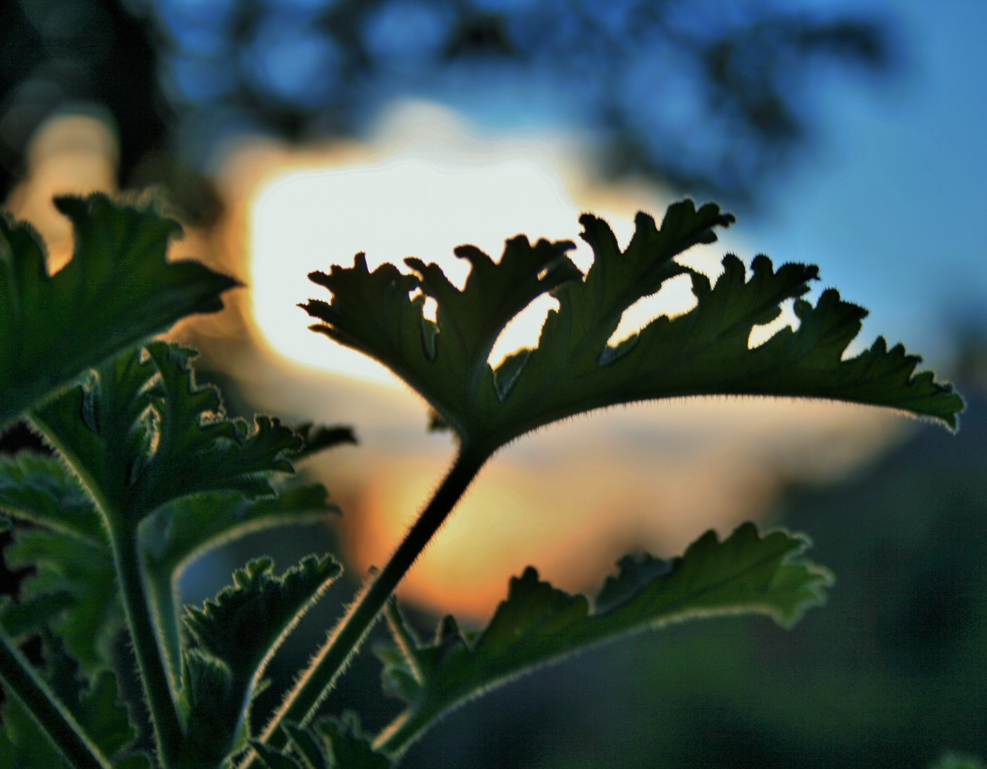 geranium leaves green free photo