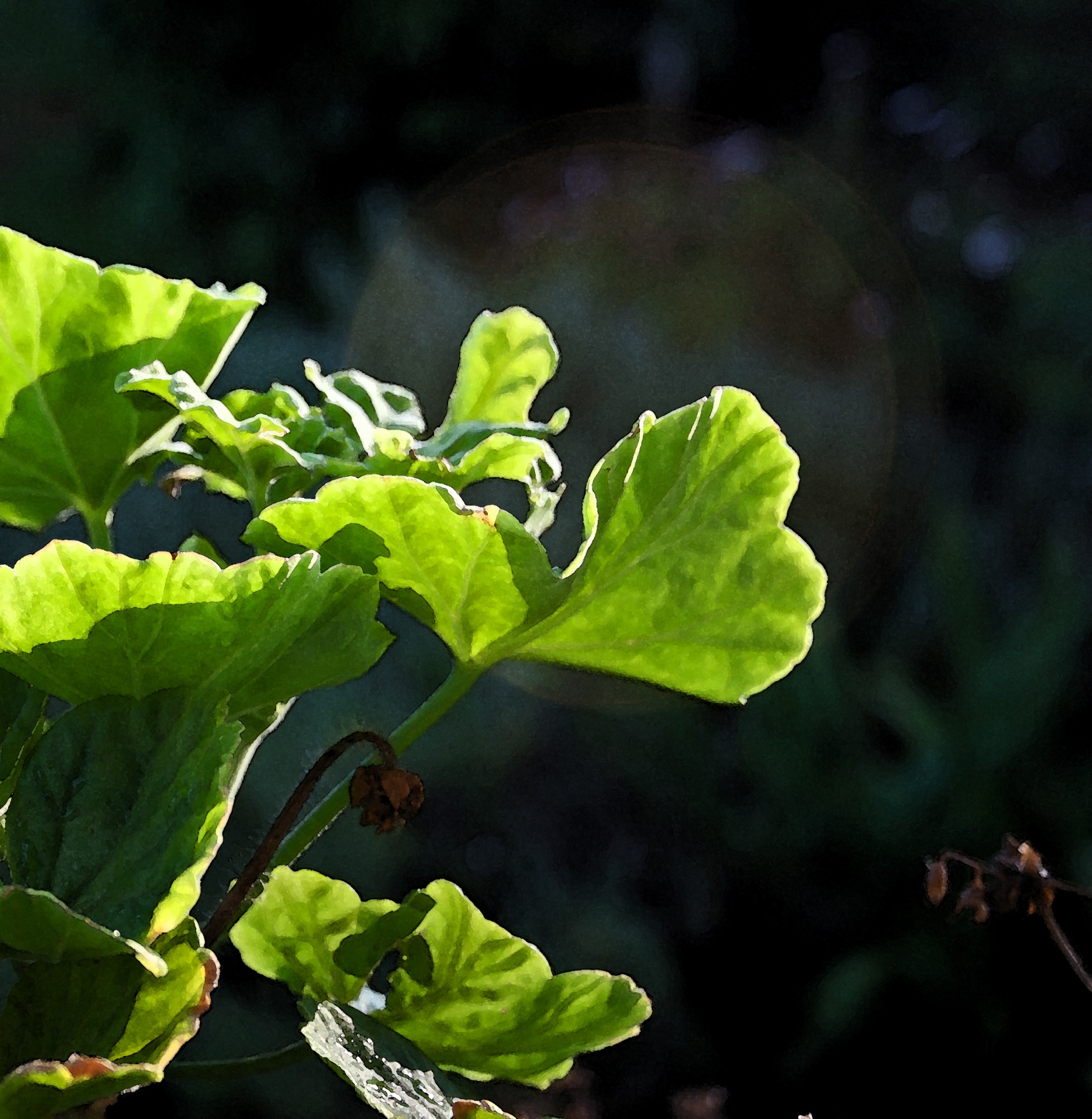 пеларгония болезни листьев фото