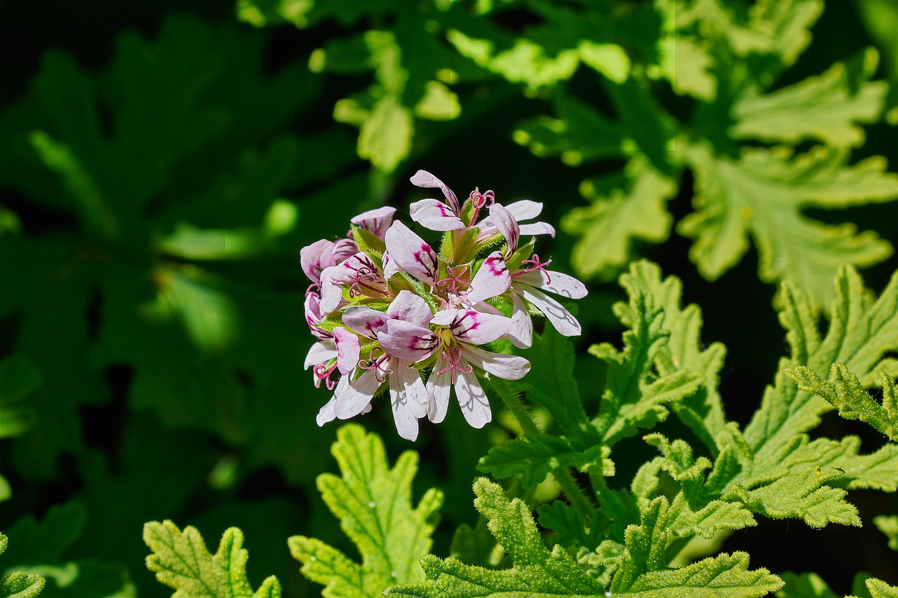 geranium lemon  flower  garden free photo