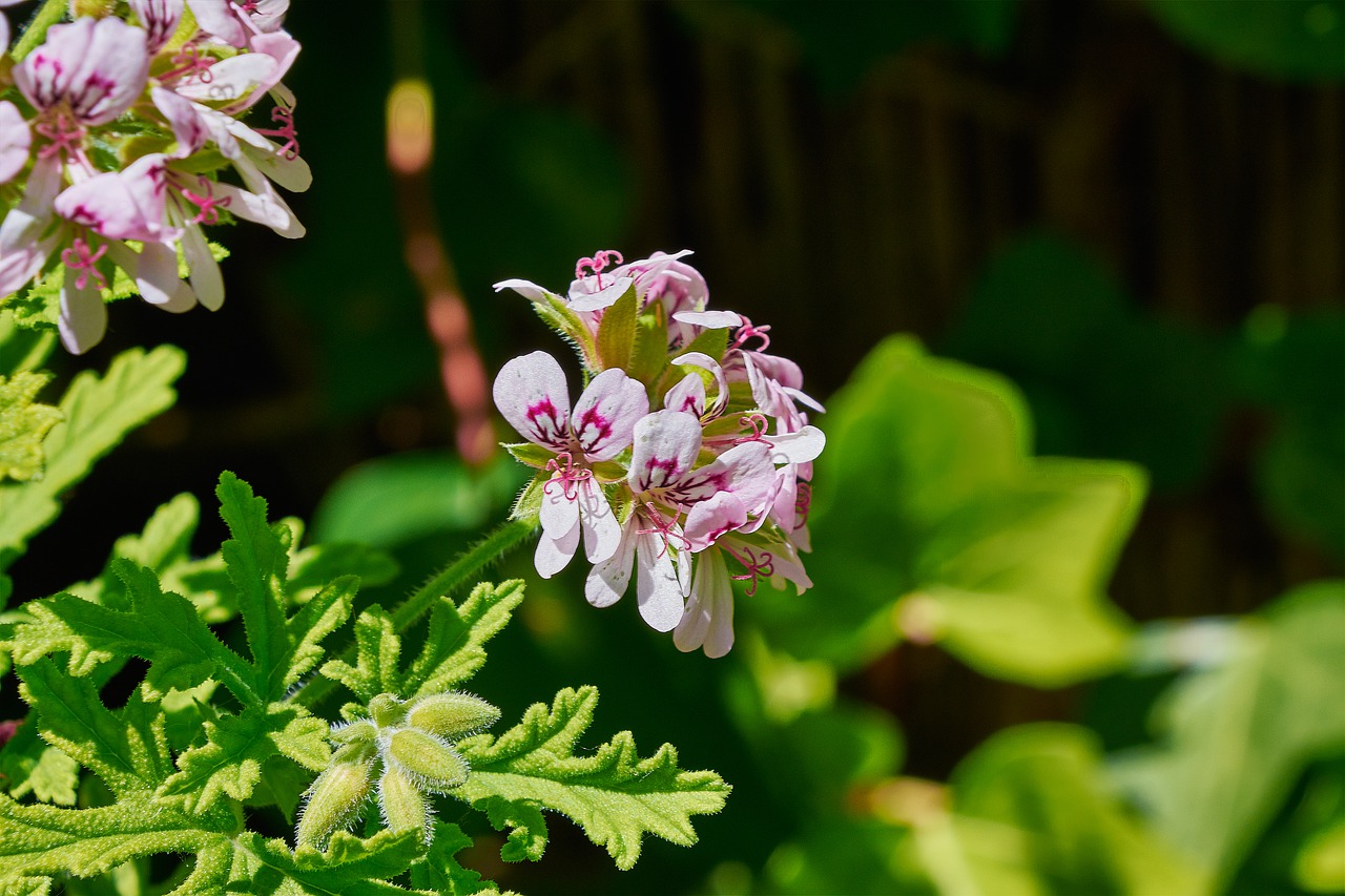 geranium lemon  flower  garden free photo