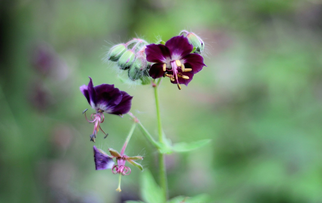 geranium phaeum  pelagonia  flowers free photo