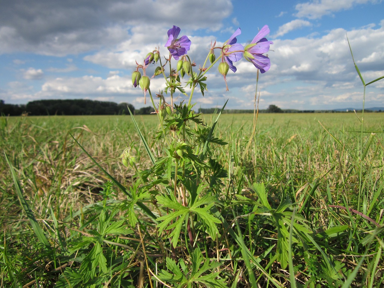 geranium pratense meadow cranesbill flora free photo