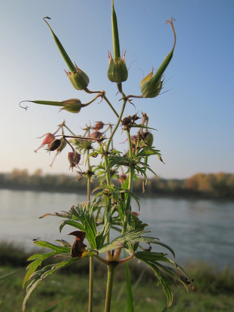 geranium pratense meadow cranesbill flora free photo