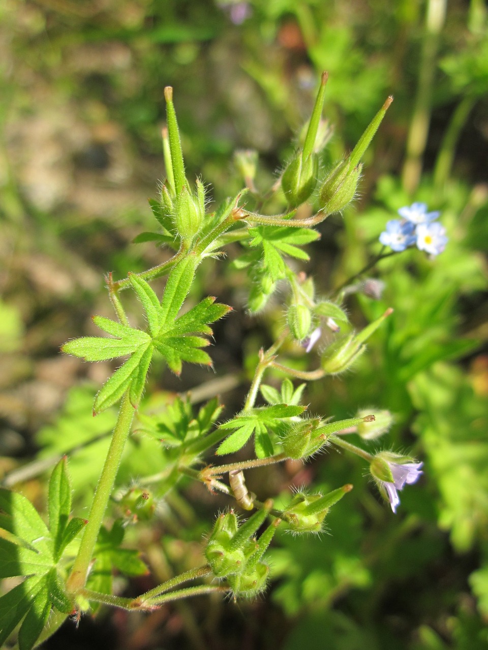 geranium pusillum small-flowered cranesbill small geranium free photo