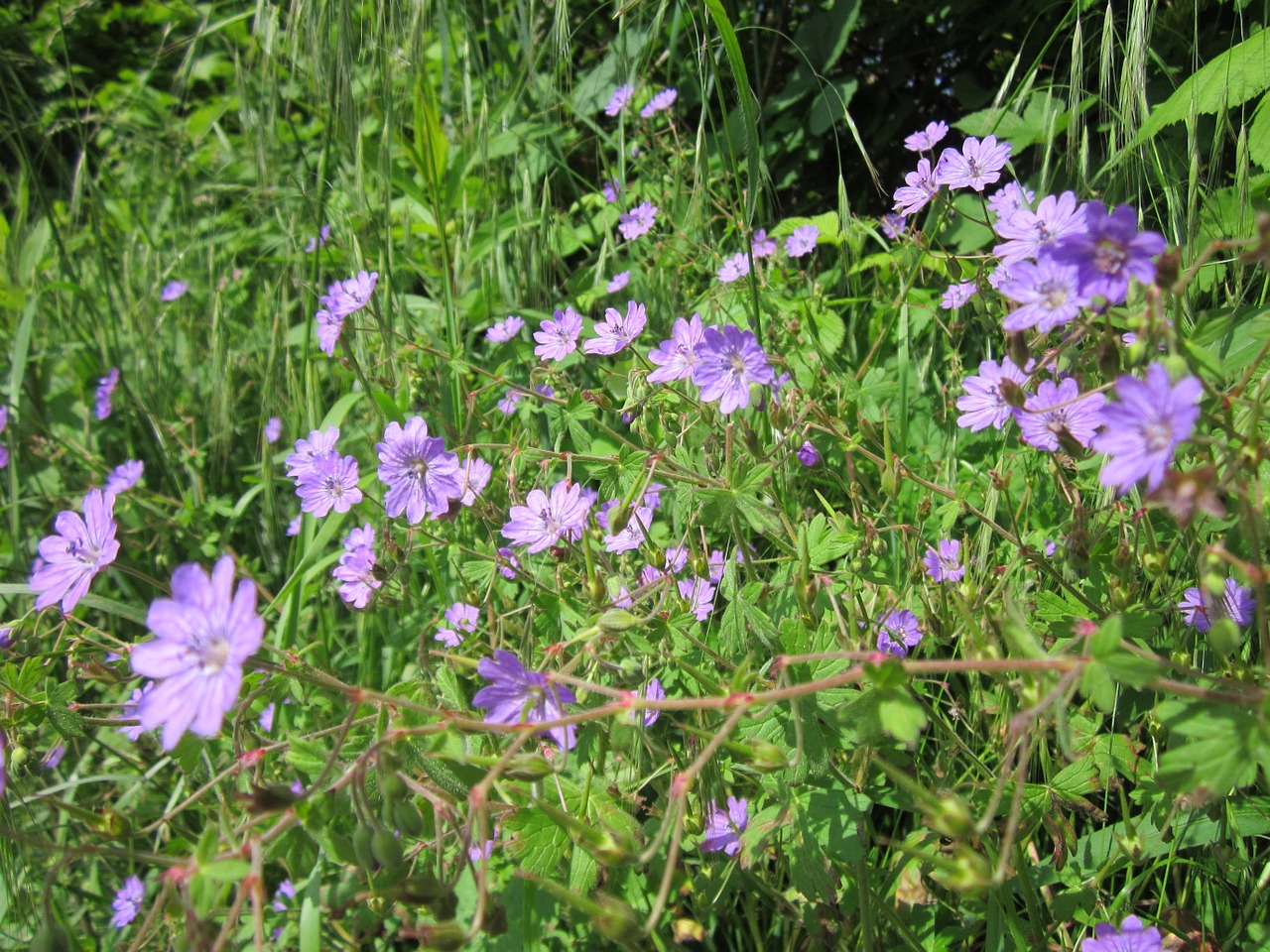 geranium pyrenaicum wildflower flora free photo