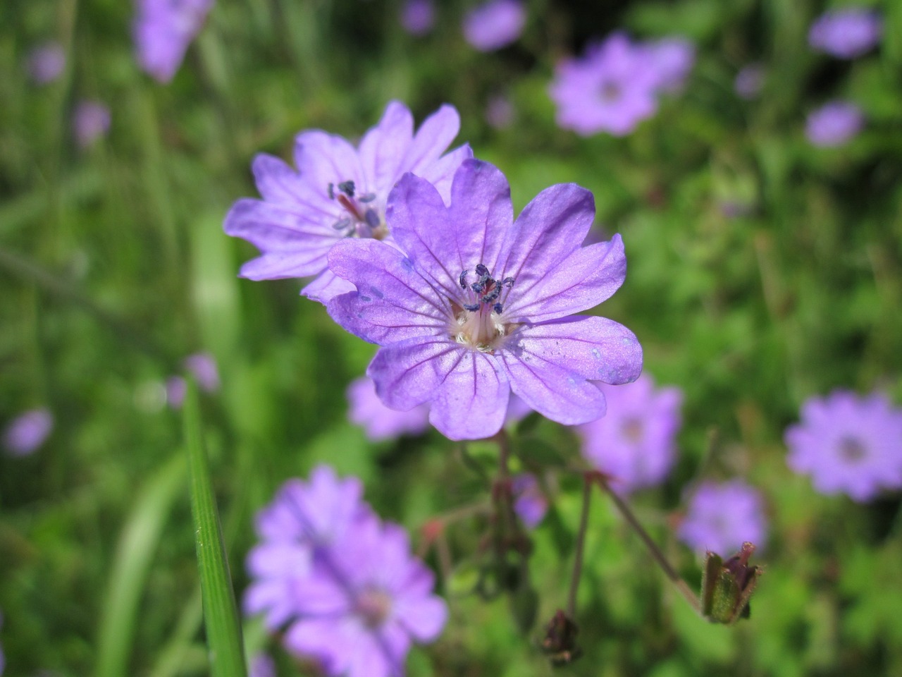 geranium pyrenaicum wildflower flora free photo