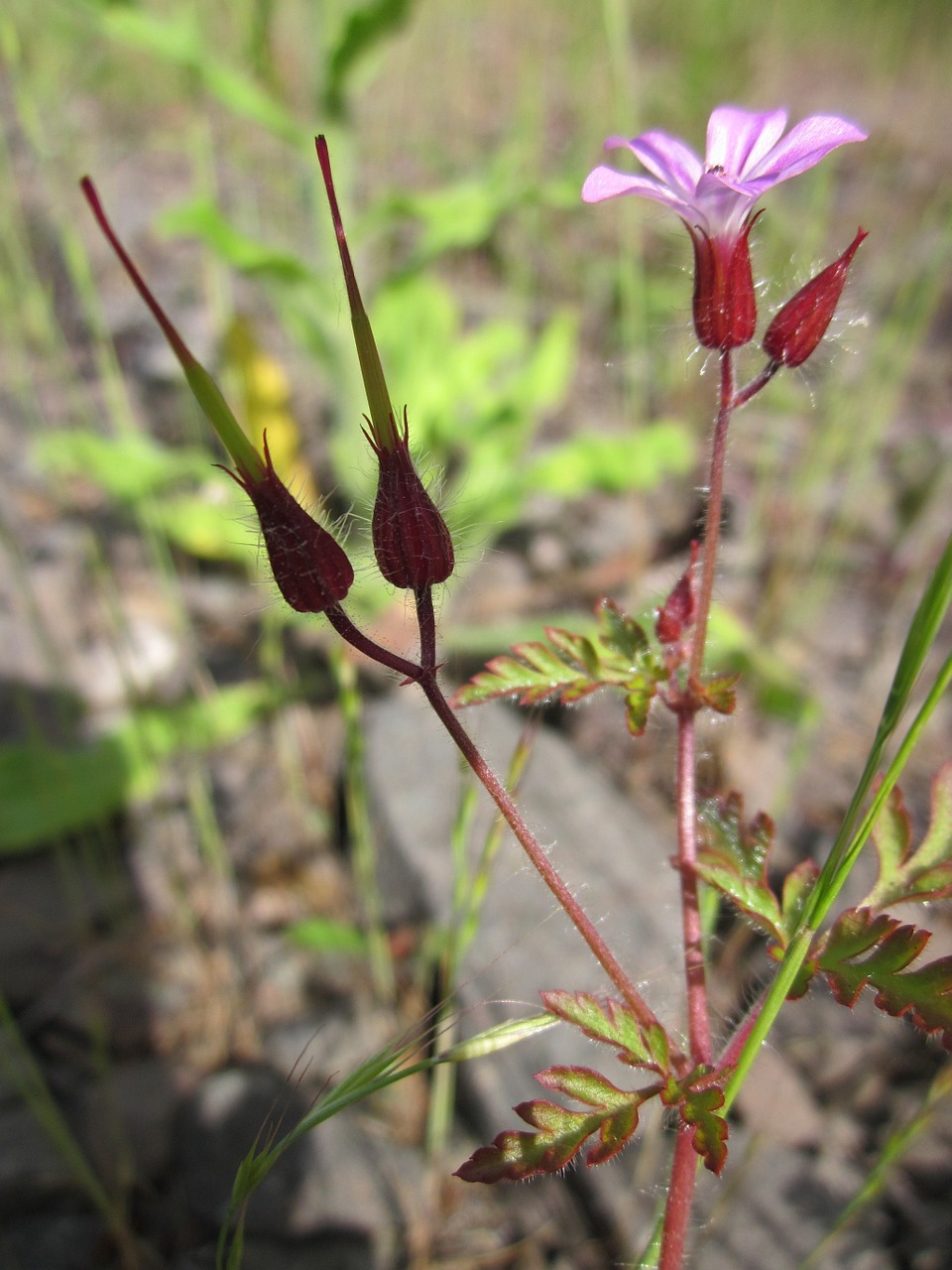 geranium robertianum herb-robert red robin free photo