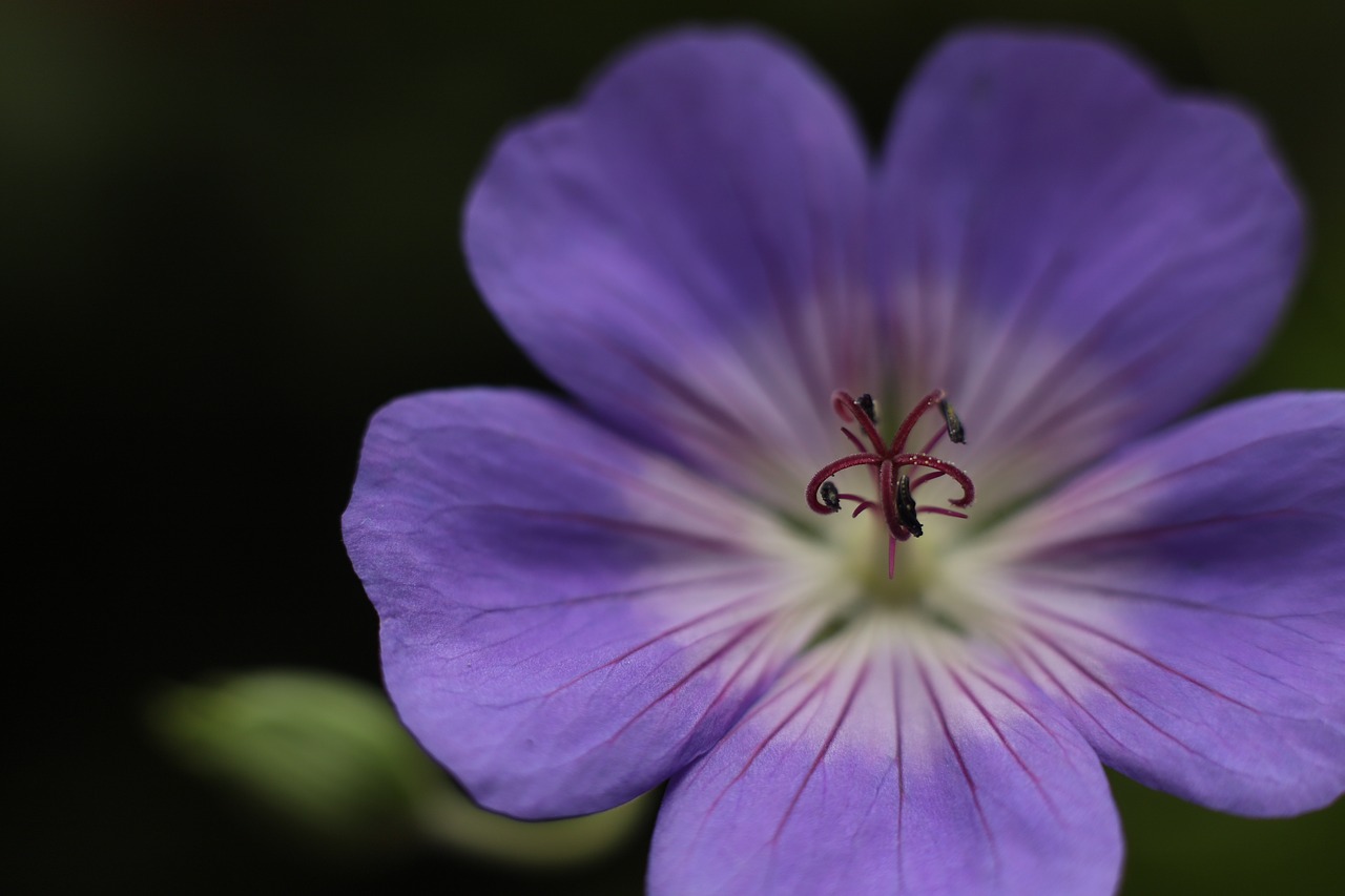 geranium rozanne  geranium  garden free photo