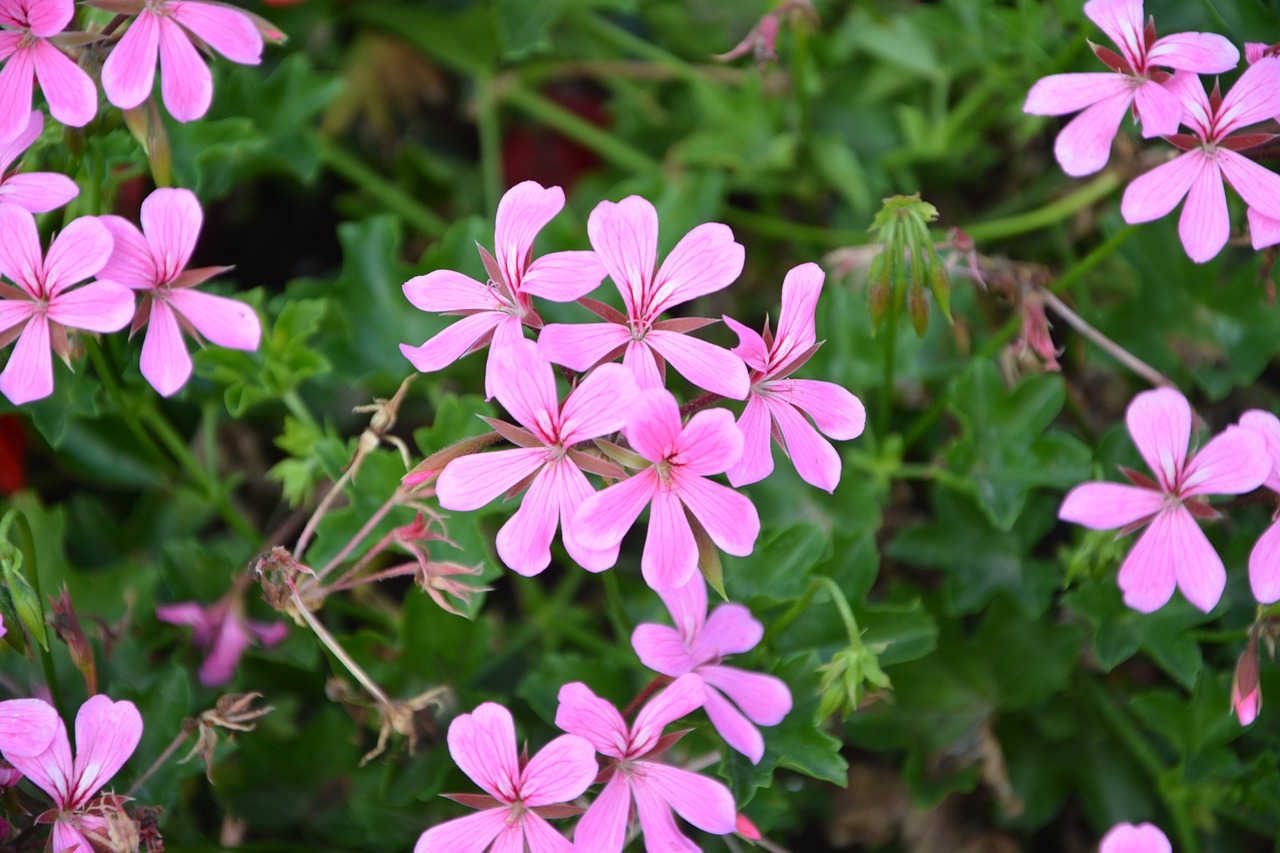 geranium simple flower color pink repel mosquitoes free photo