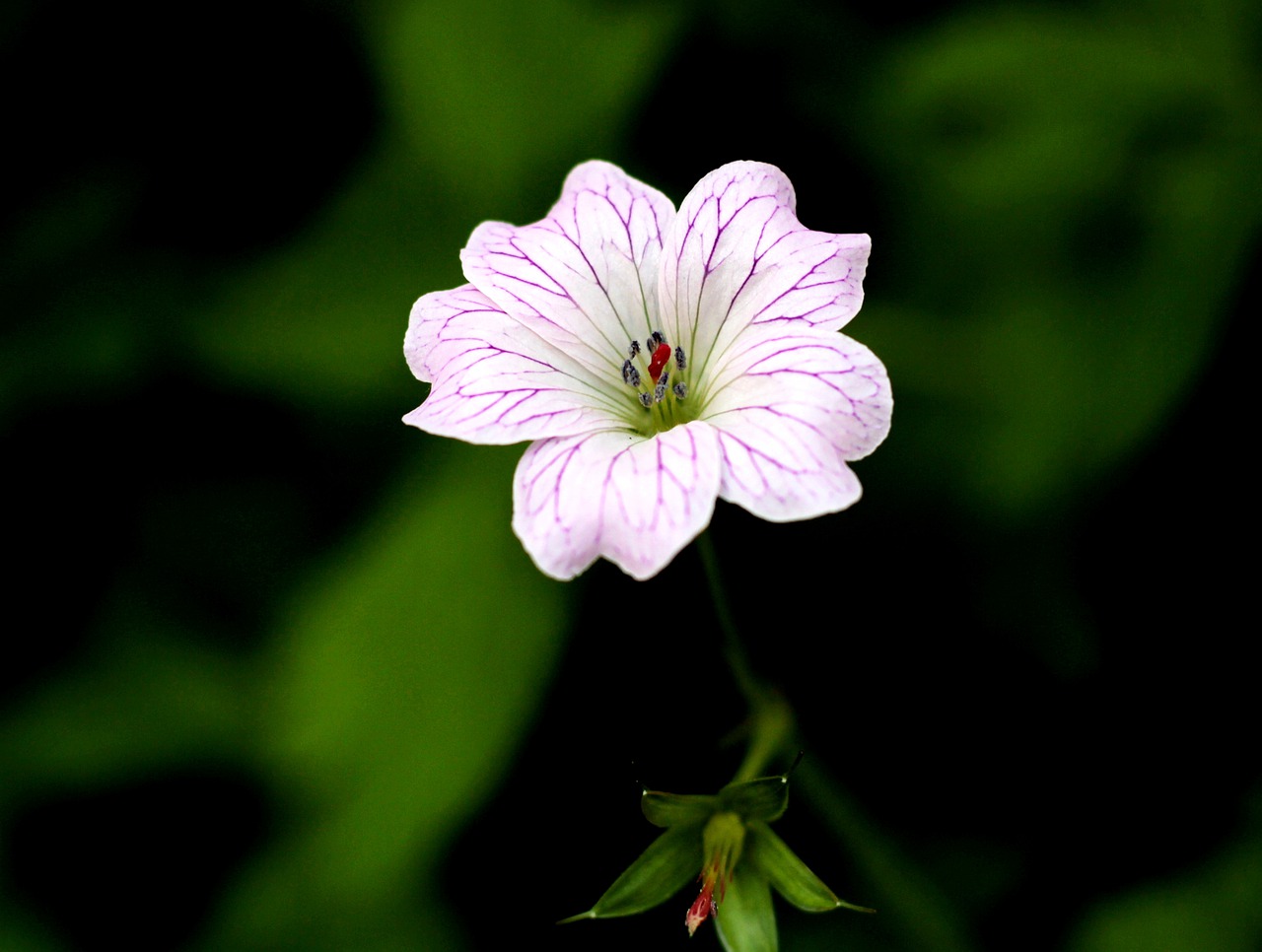 geranium versicolor  pelagonia  garden free photo