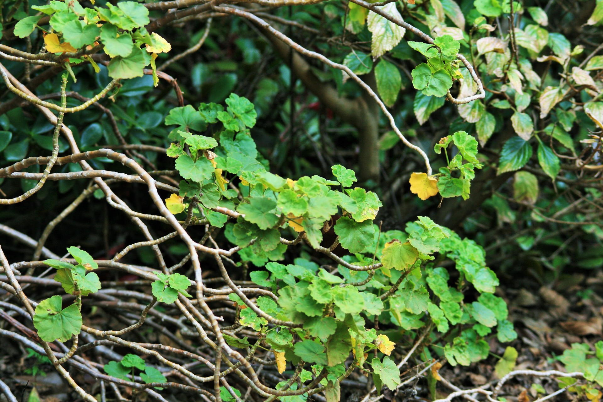 plant geranium leaves free photo