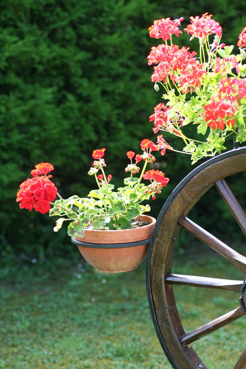 geraniums alsace france free photo