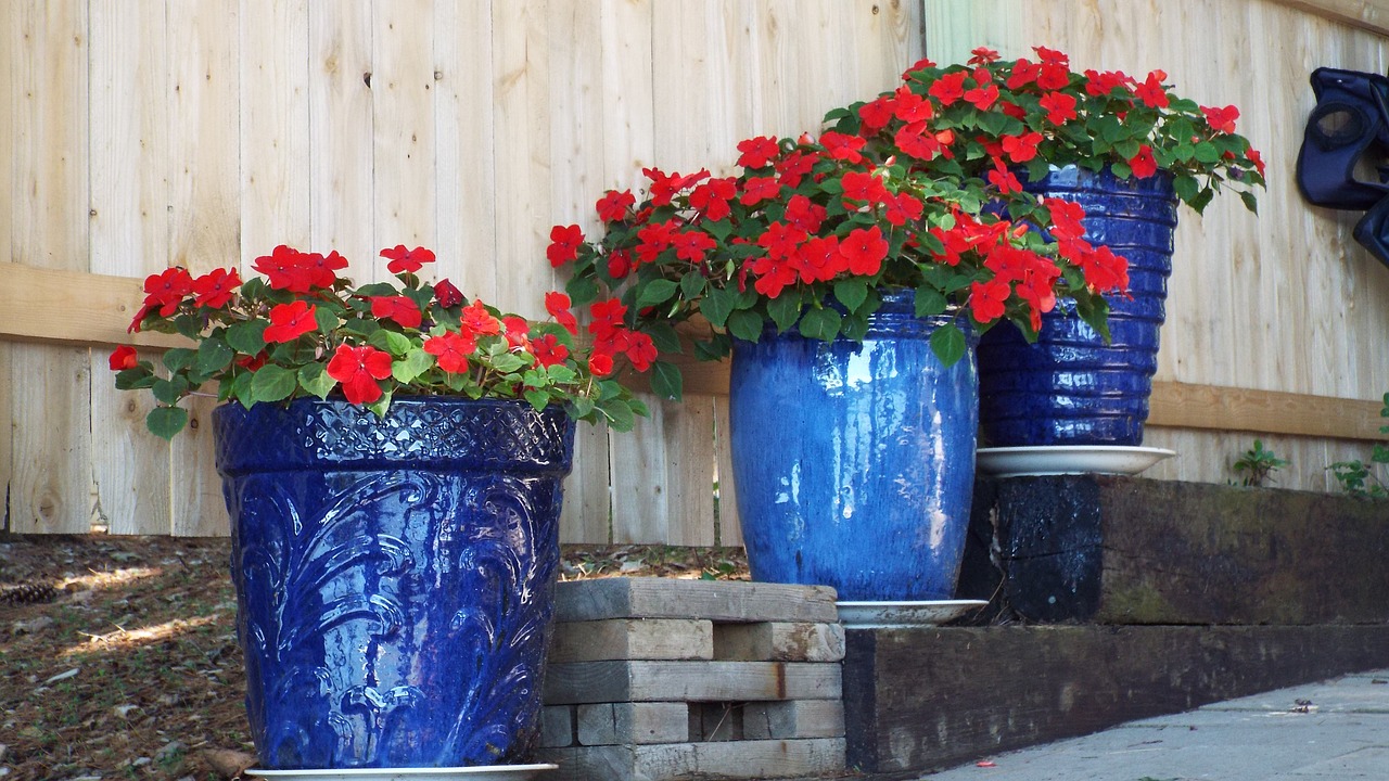 geraniums red flowers free photo