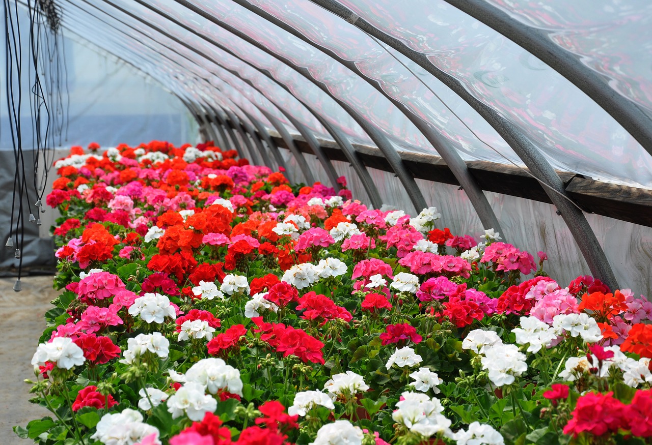 geraniums greenhouse flower free photo