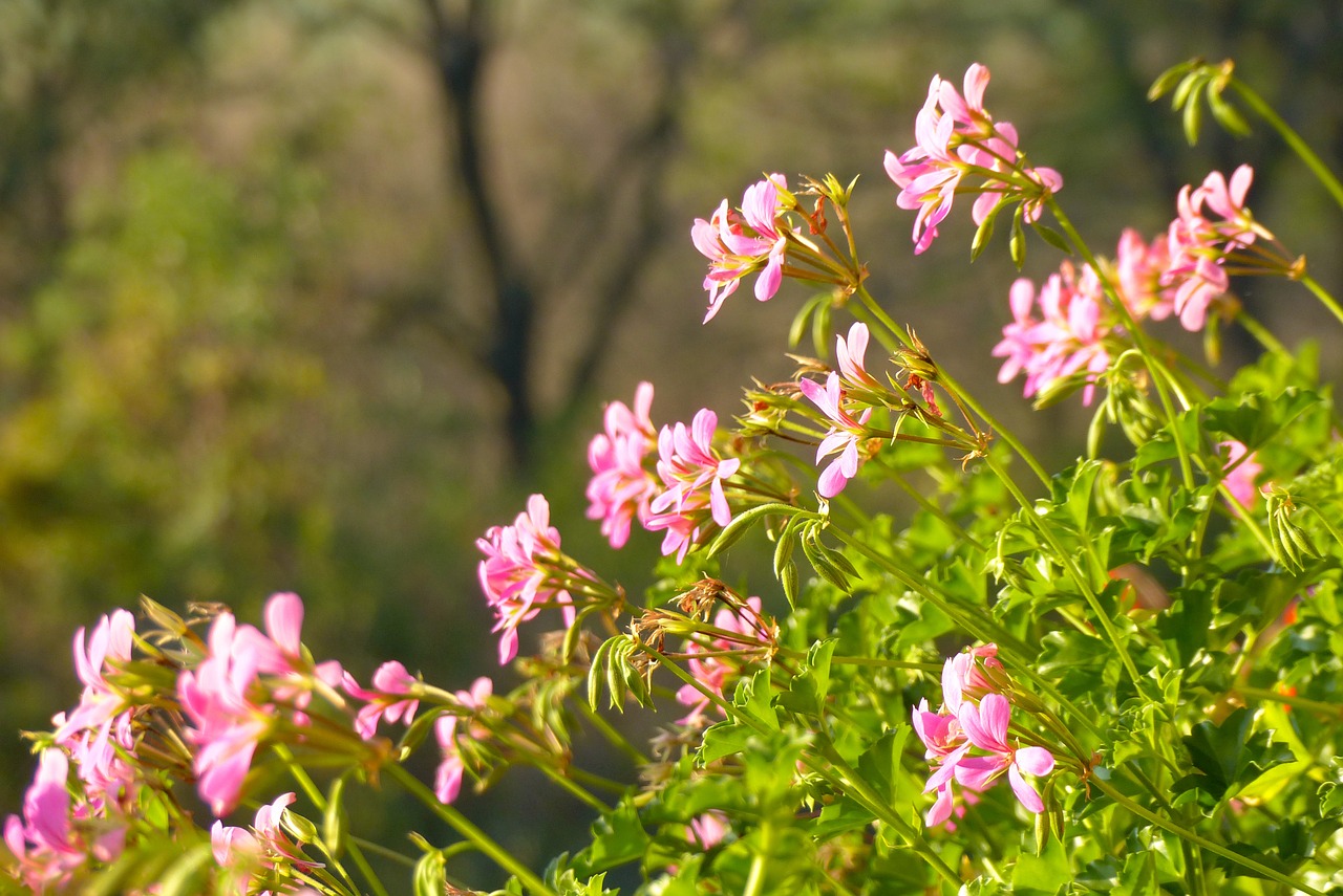 geraniums flowers pink free photo