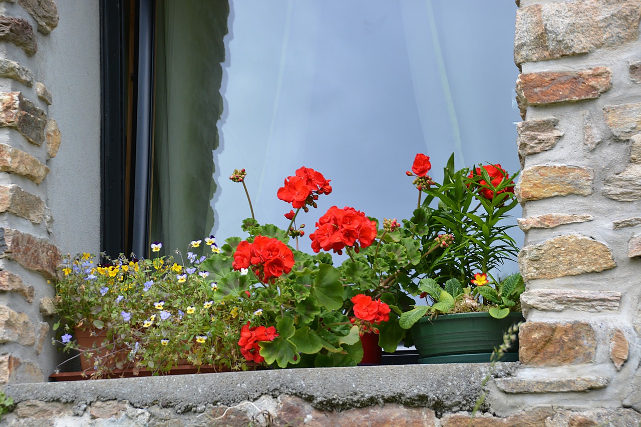 geraniums flowers red geranium free photo