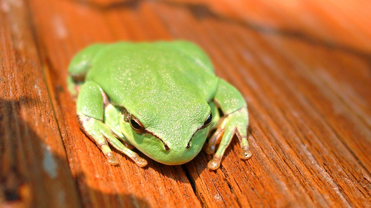 gerardo frog france free photo