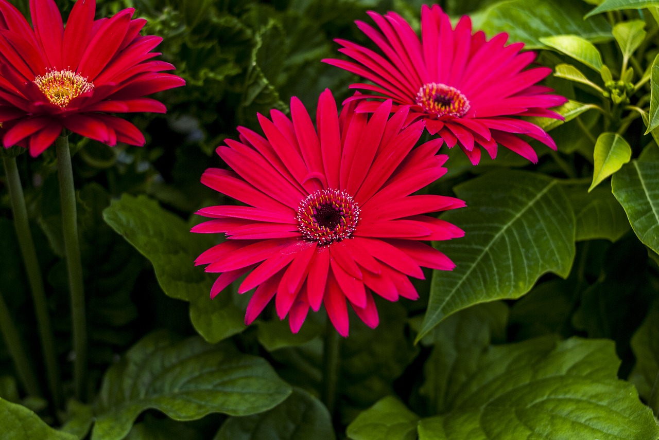 gérbela beautiful flower plant free photo