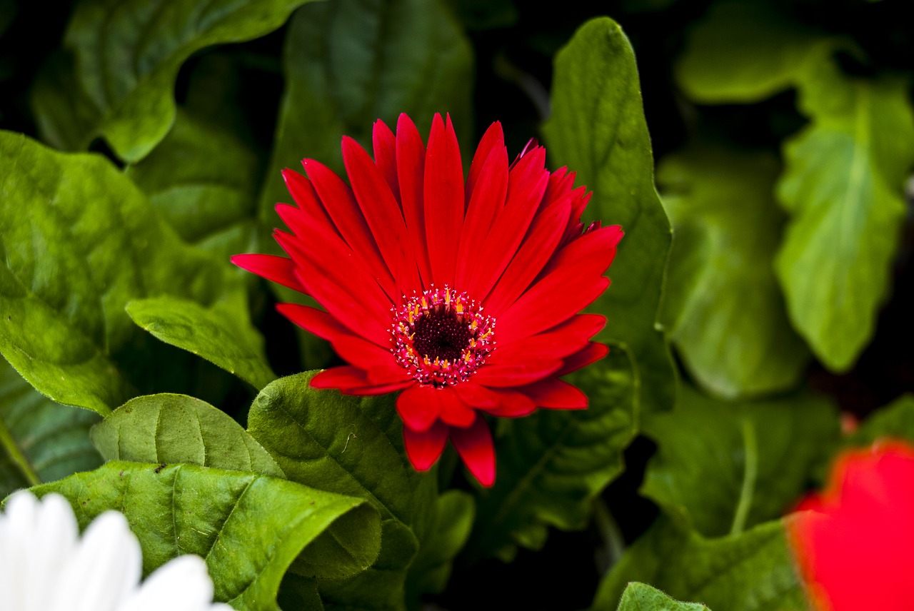 gérbela red flower plant free photo